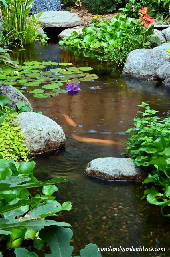 Backyard garden pond with koi and waterlilies
