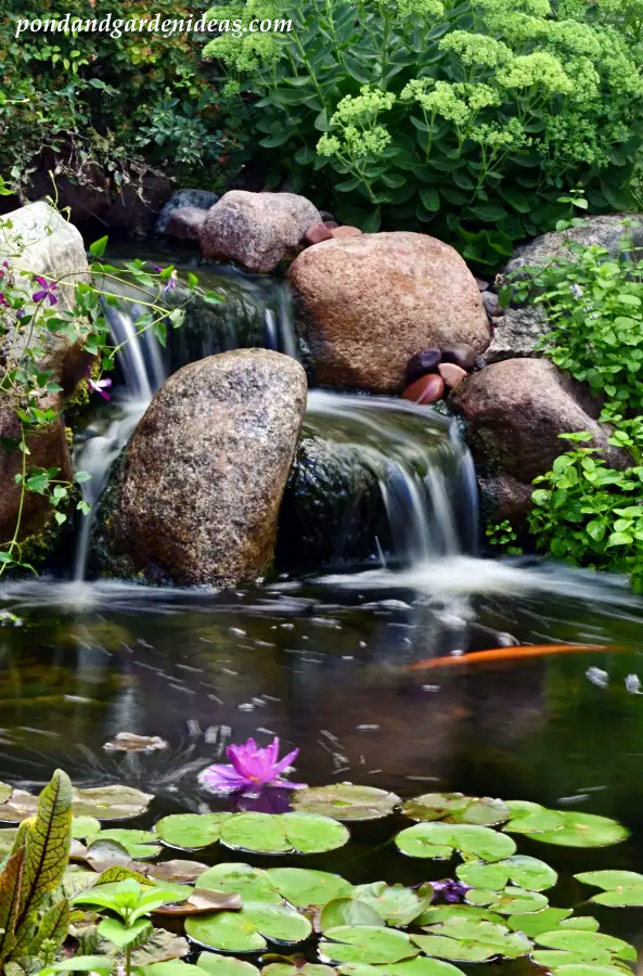 Backyard pond and waterfall with koi and waterlilies