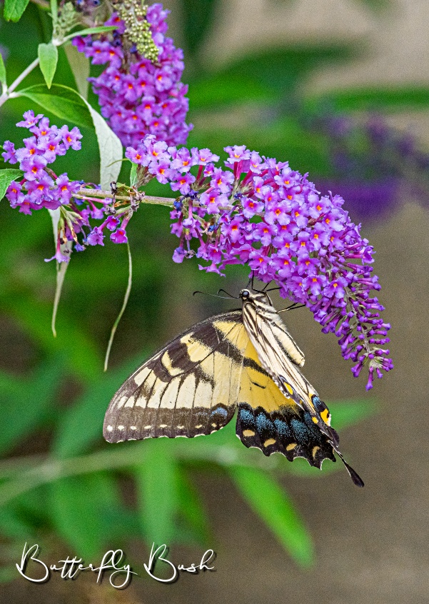 Yellow swallowtail butterfly on butterfly bush