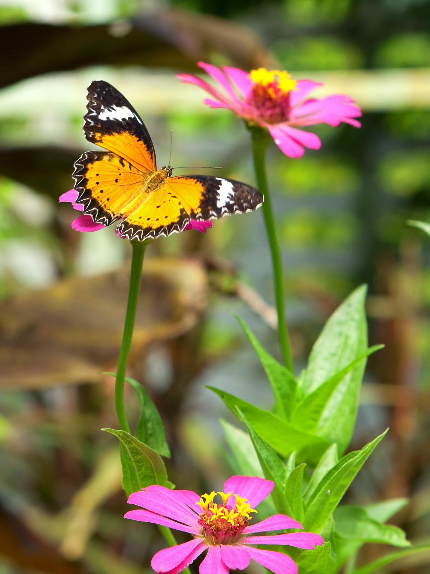 Popular Flower Choices for a Butterfly Garden