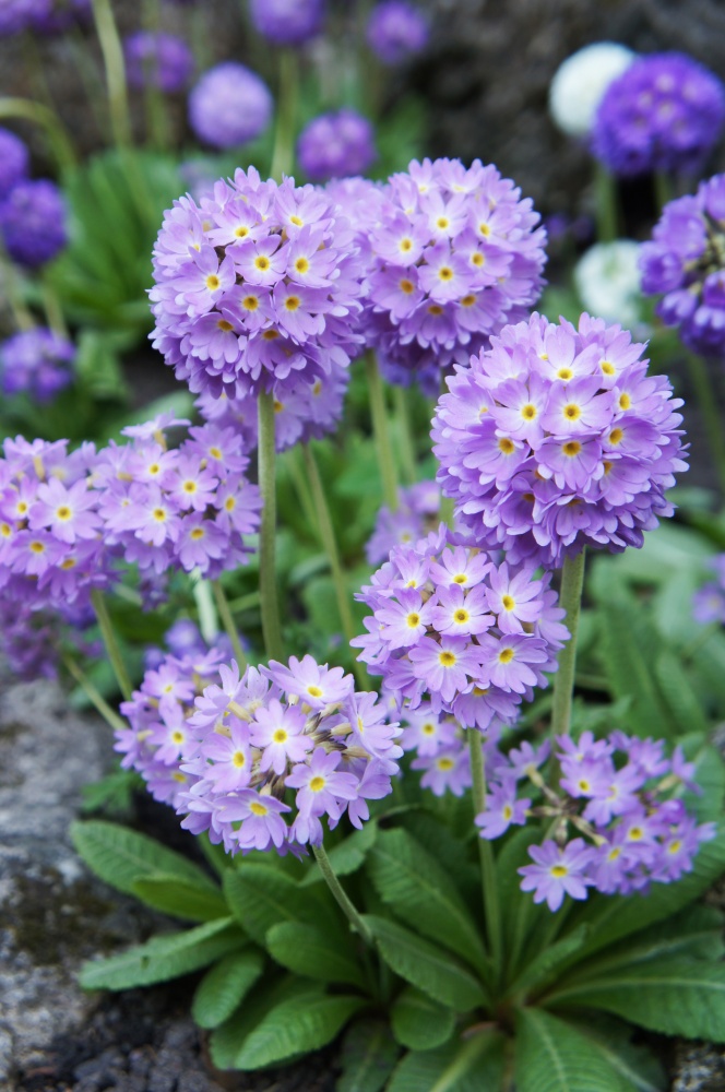 Purple primula denticulata flowers