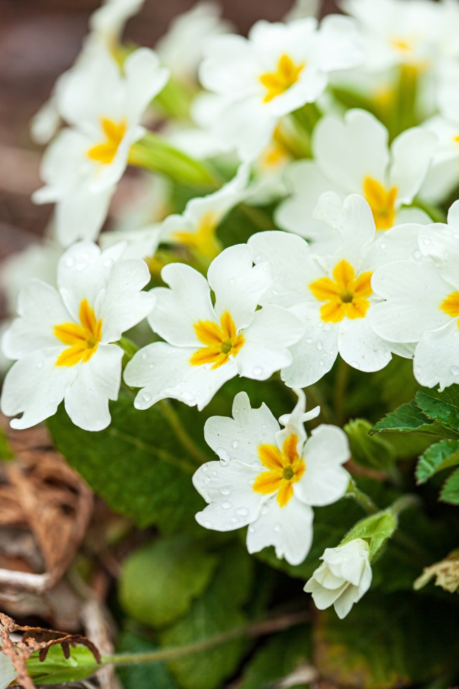 Easy-to-Grow Primrose for Your Spring Garden