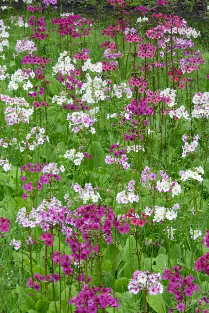 Primula japonica cultivar - Japanese primrose