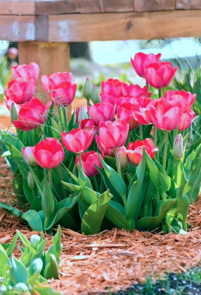 Pink tulips planted in a cluster in a garden