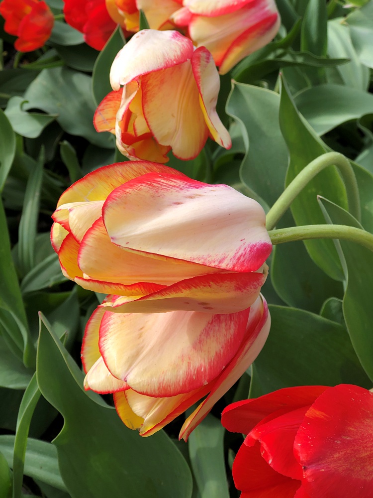 Orange tulips - how to plant tulip bulbs in the spring
