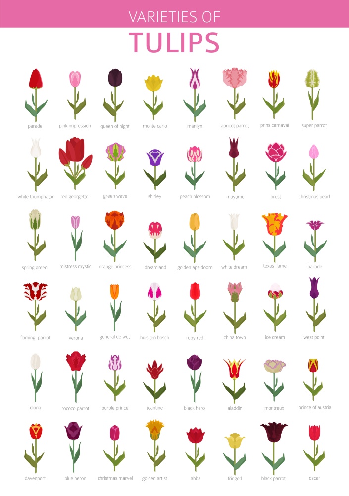 Chart of Tulip Varieties