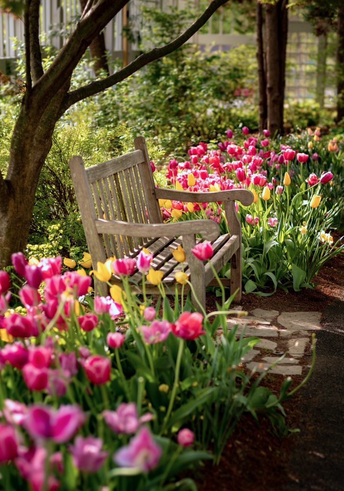 How to Plant Tulip Bulbs in the Spring