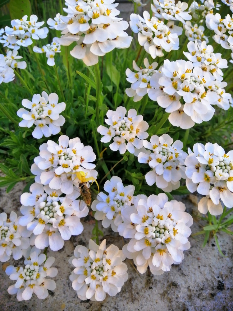 Beautiful fancy white blooming Iberis  - candytuft