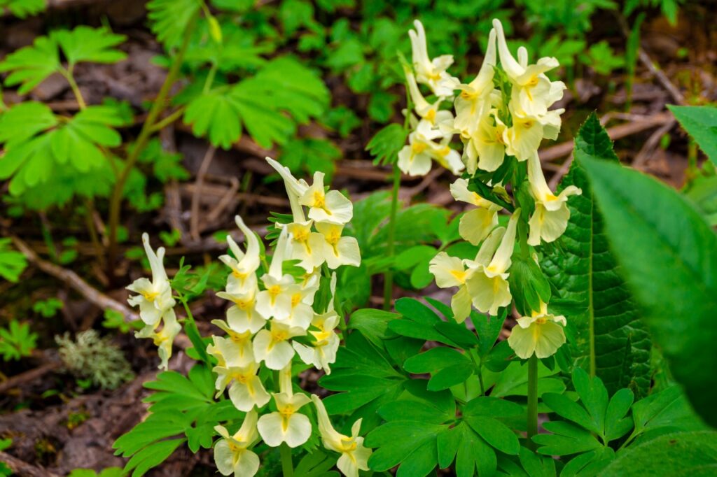 Corydalis lutea - also known as yellow fumitory