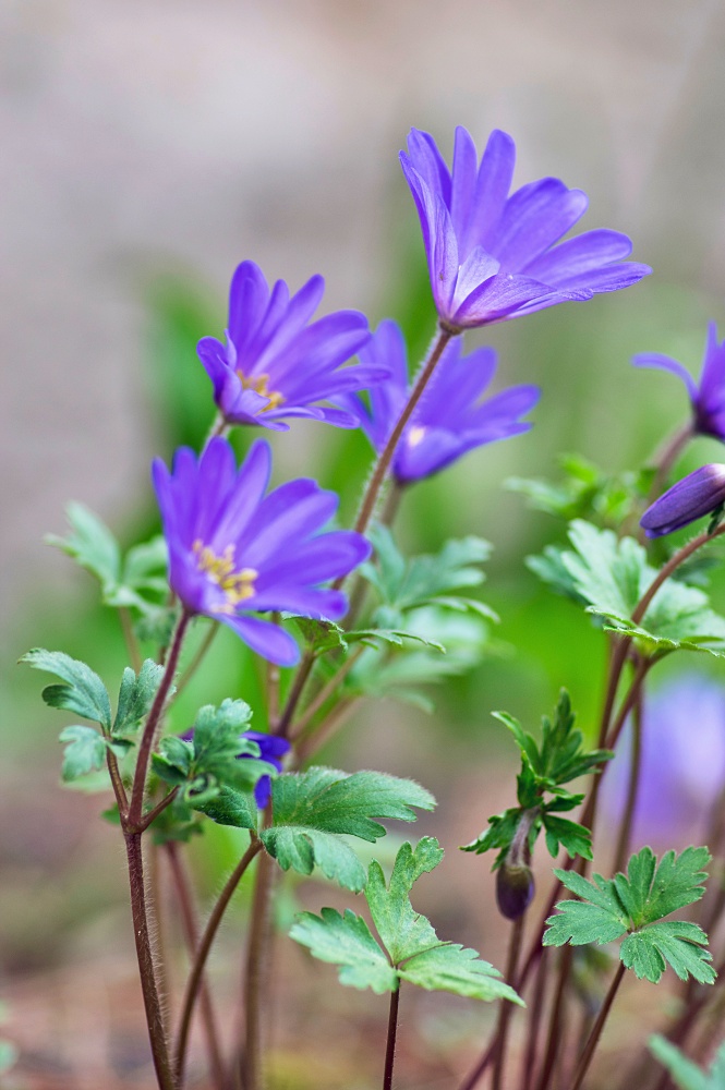 Anemone blanda Grecian winter windflower flowers in bloom, beautiful ornamental blue purple violet plant in bloom in early springtime in the garden