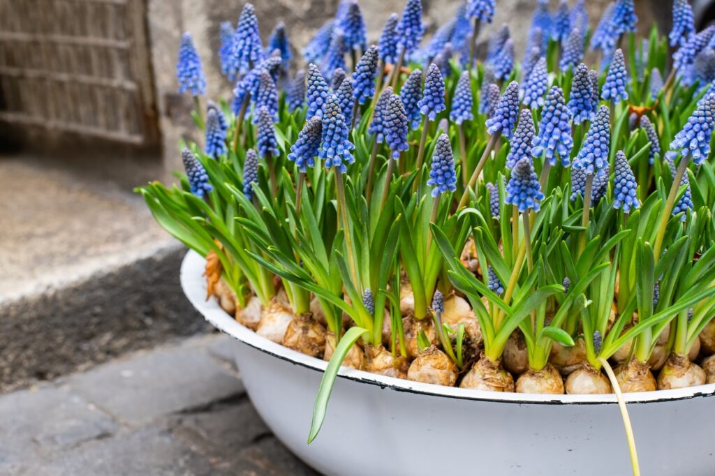 Potted grape hyacinth in enamelware bowl