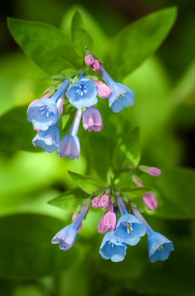 Virginia Bluebells (Mertensia virginica) - spring perennials