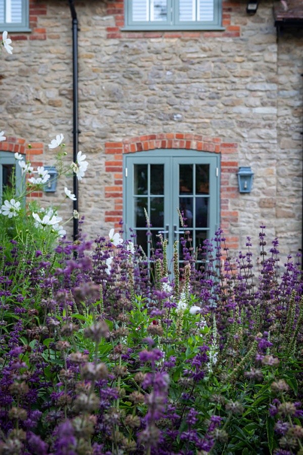 Purple salvia and white cosmos in an English cottage garden