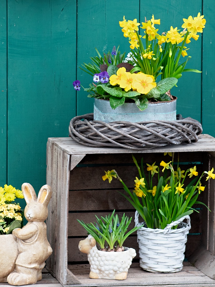 Potted yellow spring flowers - daffodils, pansies