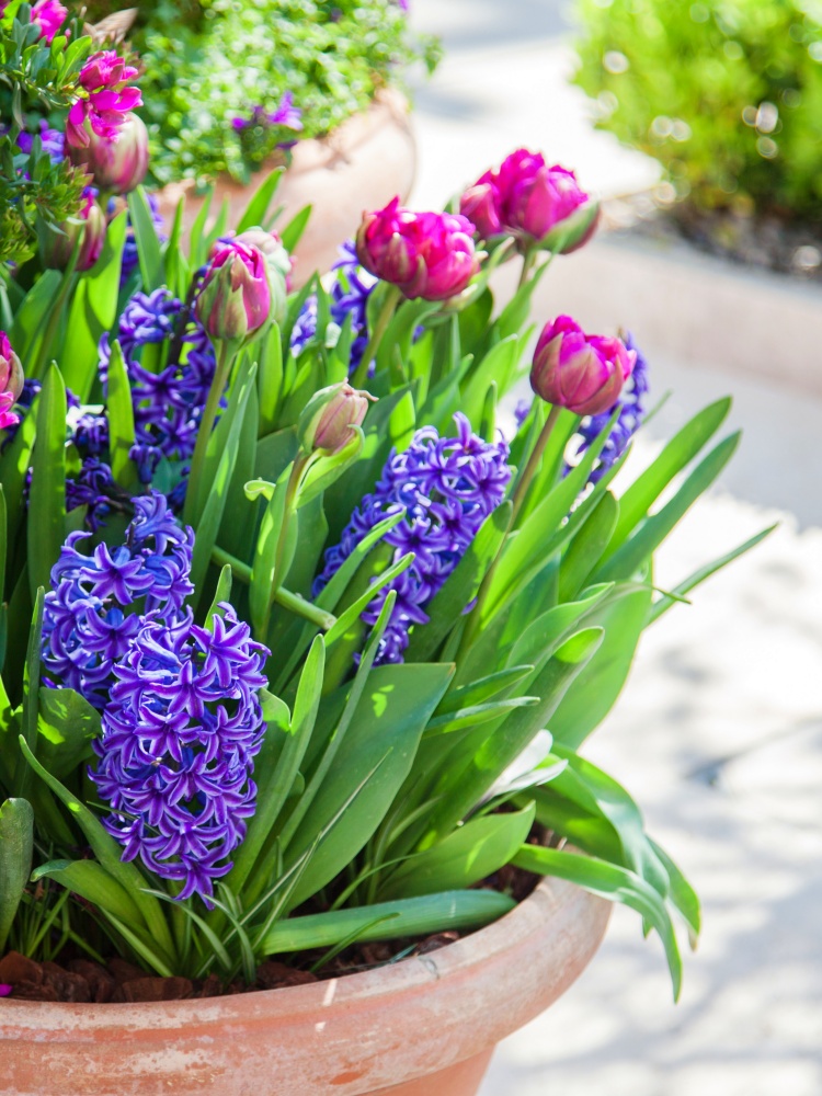 Tulips and hyacinth in flower pots outdoor. 