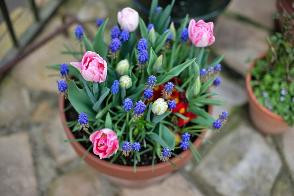 Pink tulips and muscari - grape hyacinth - in an outdoor mini garden