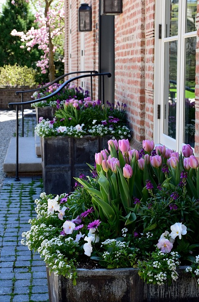 Potted spring bulbs by front door