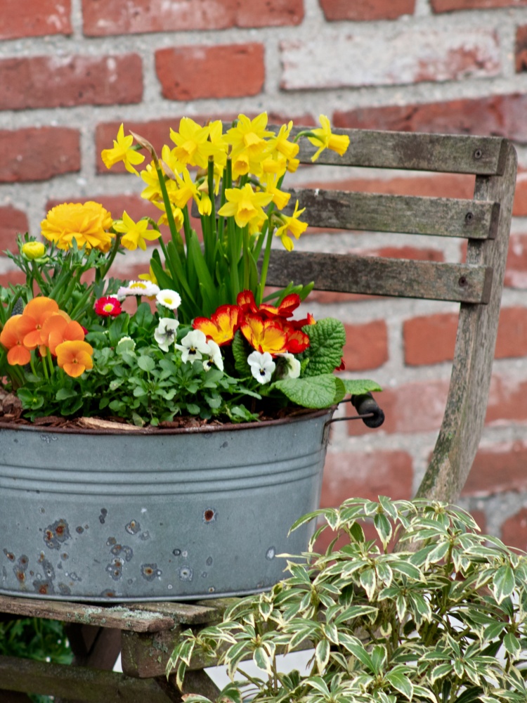 Spring flowers planted in galvanized tub