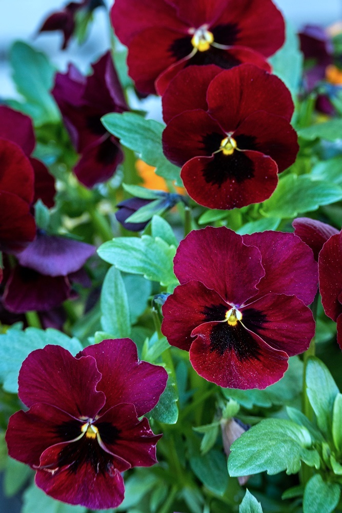 Burgundy Pansies in Garden