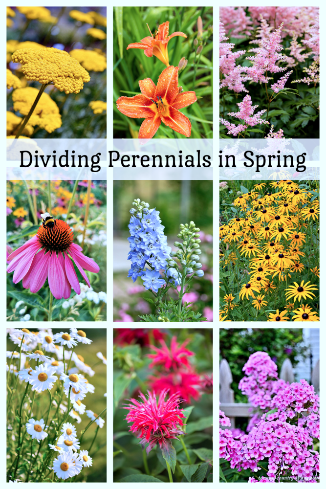 Dividing Perennials in the Spring