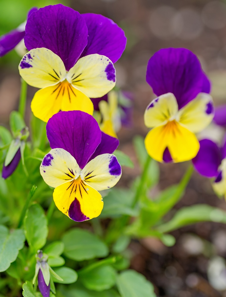 Johnny-Jump-Ups, or wild pansy