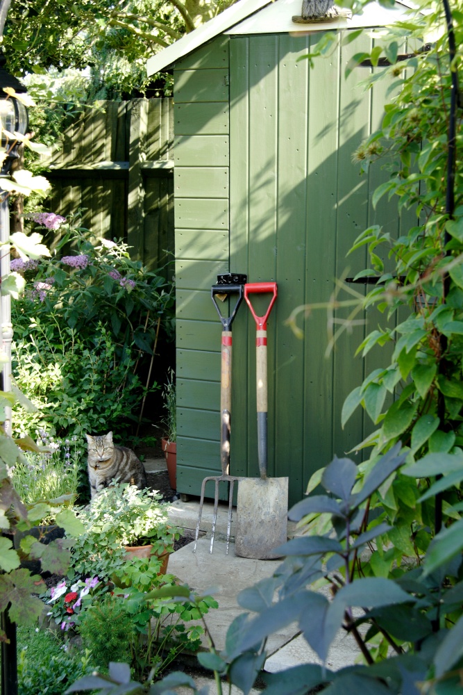 Green garden shed with garden tools and kitty