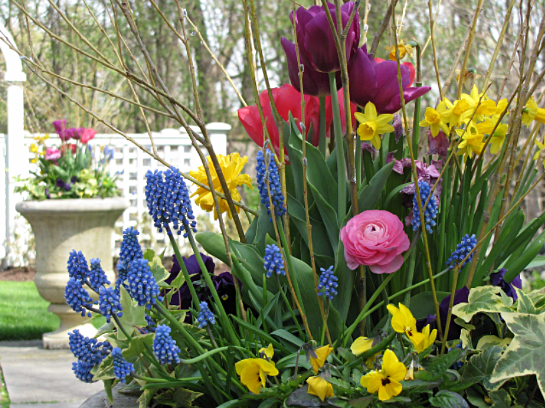 Early spring flower container garden