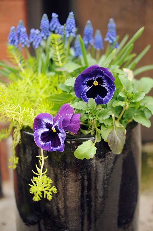 Purple themed spring flower garden