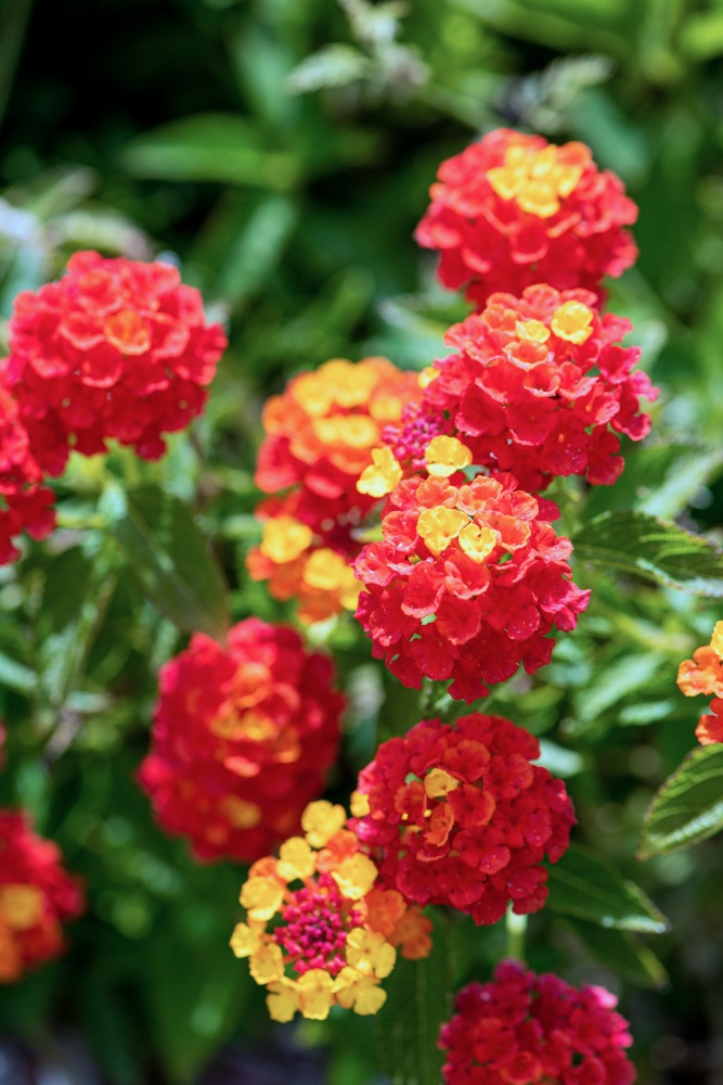 Colorful Hedge Flower Lantana or Weeping Lantana in a garden