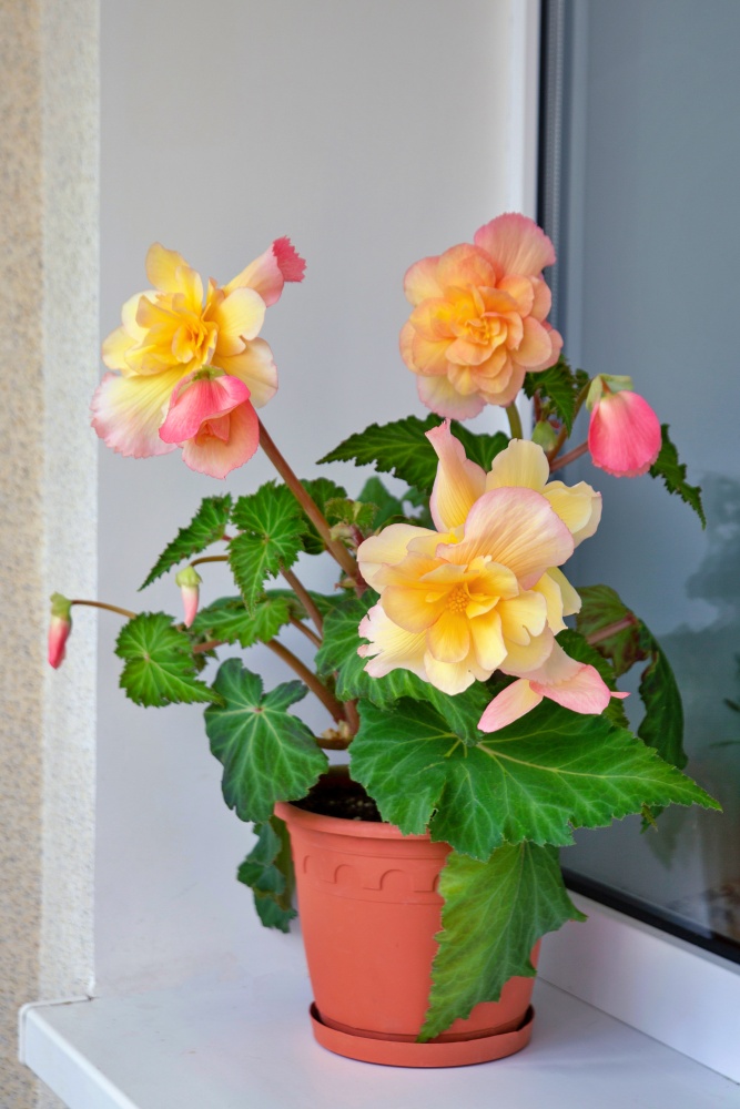 Lovely tuberous begonia blooms on the balcony