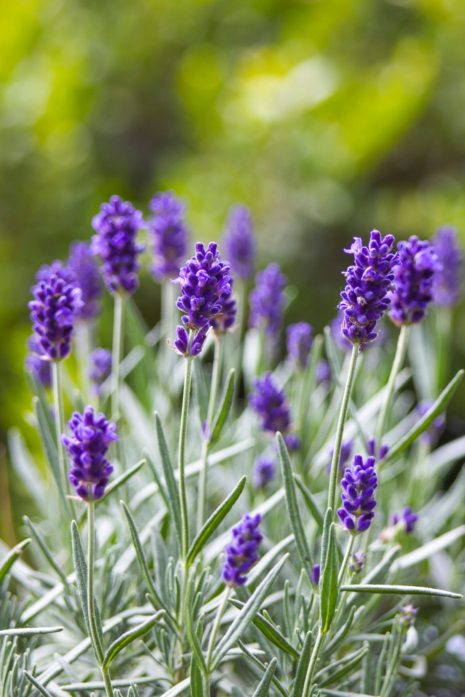 lavender flowers