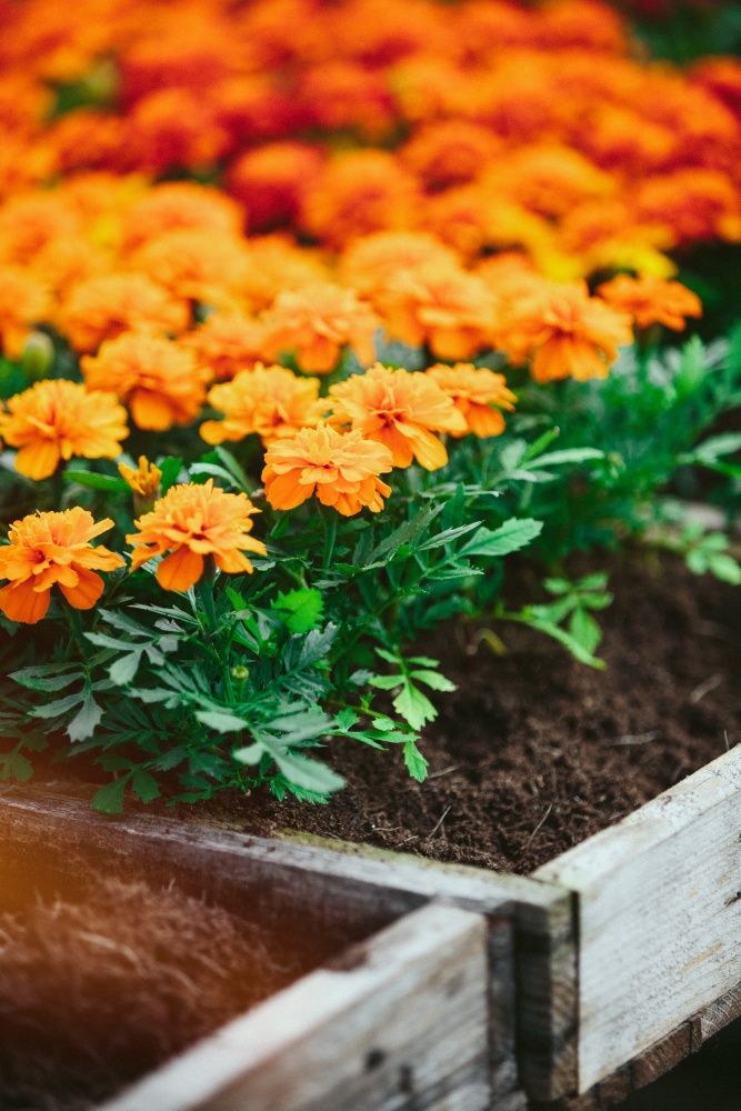 Marigolds at Farmers' market