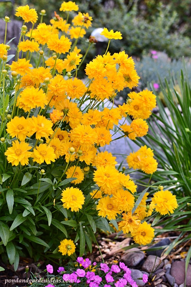 Yellow Coreopsis, also known as tickseed