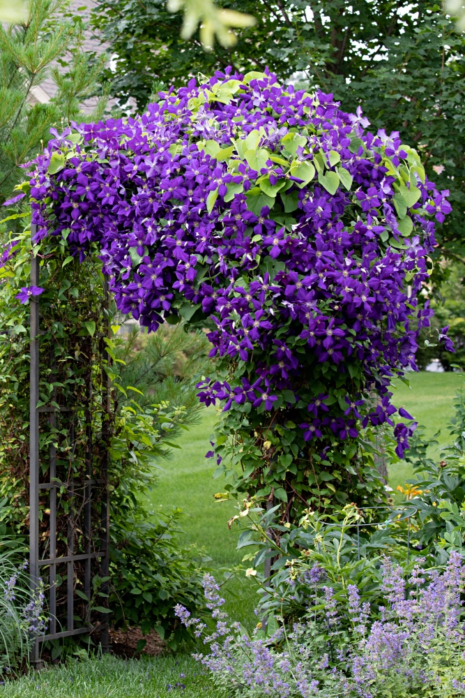 Purple clematis on an arbor