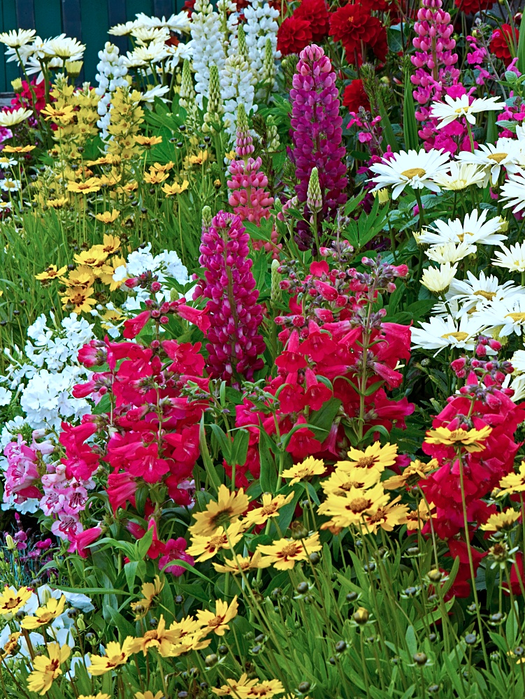 A colourful flower border with Lysimachia, coreopsis and Lupins