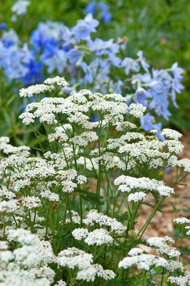 A large planting of white yarrow, 