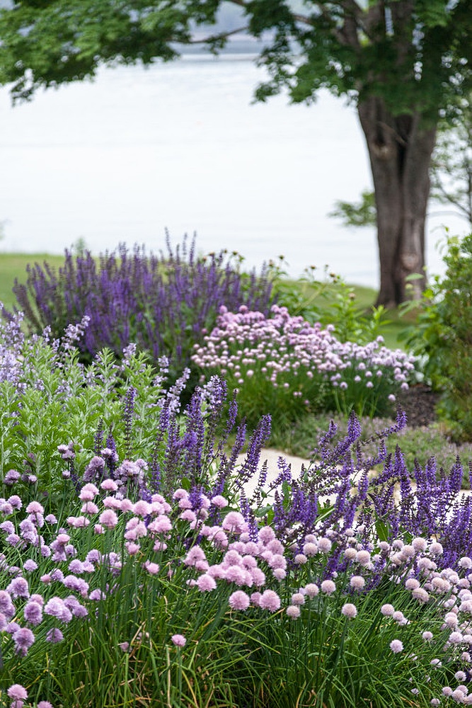 Maine Coastal Garden Tour with Lavender Colored Flowers