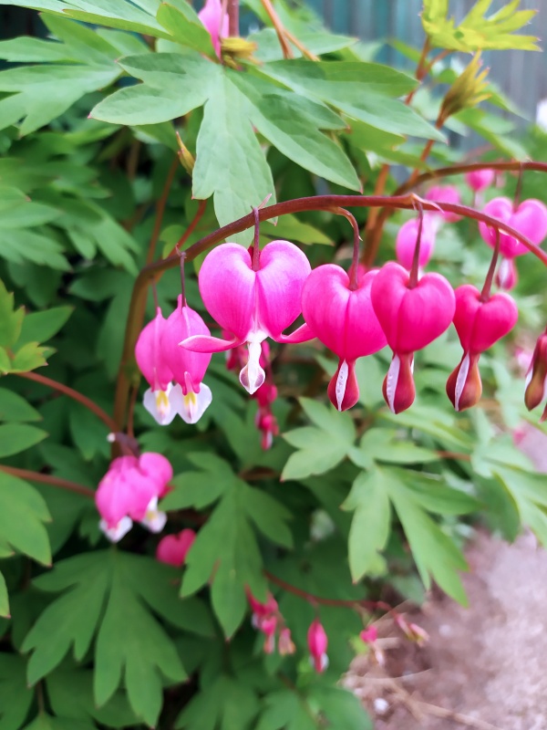 Bleeding heart - a shade perennial that blooms in spring