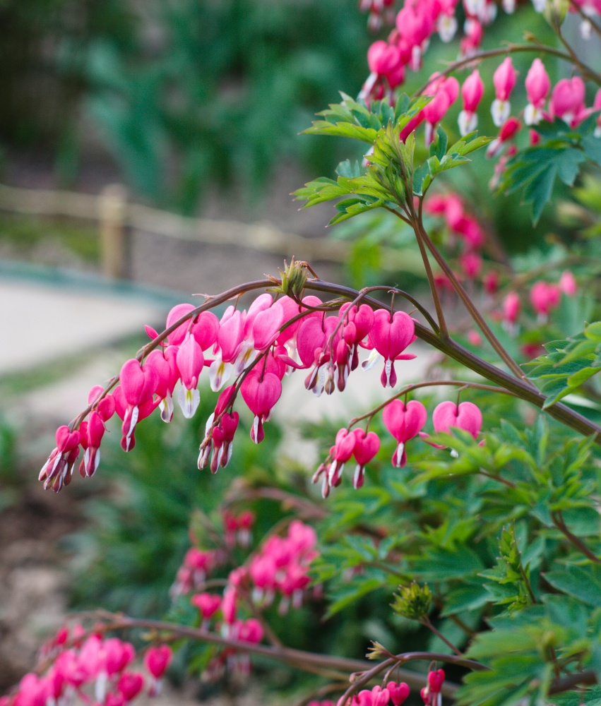 How to Care for Bleeding Heart: Tips to Keep this Flower Healthy and Beautiful