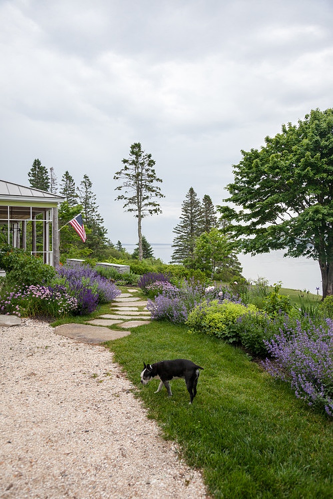 Coastal garden with lavender colored flowers