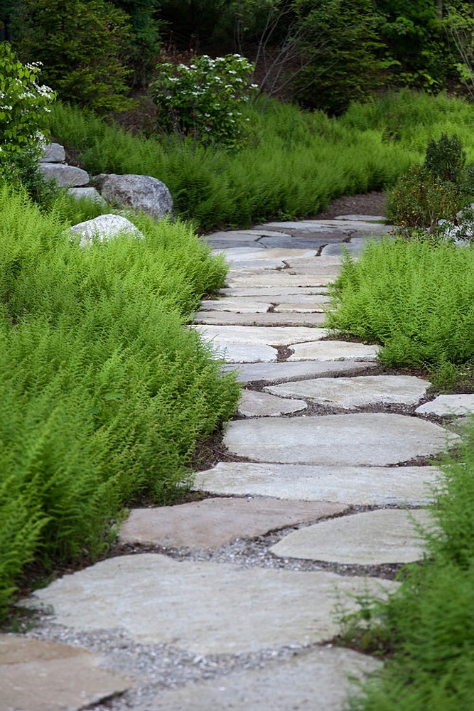 Stepping stone path through ferns