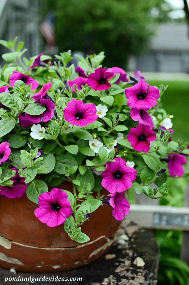 Petunia container flower garden