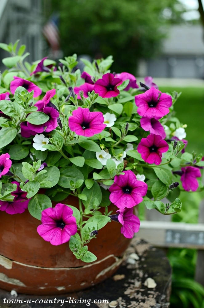 Petunia container flower garden