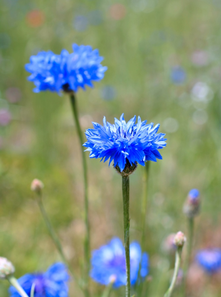 Bachelor button flowers