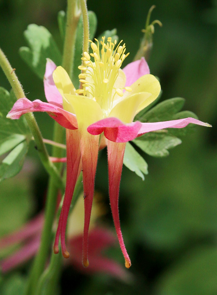 Columbine flower - perennial