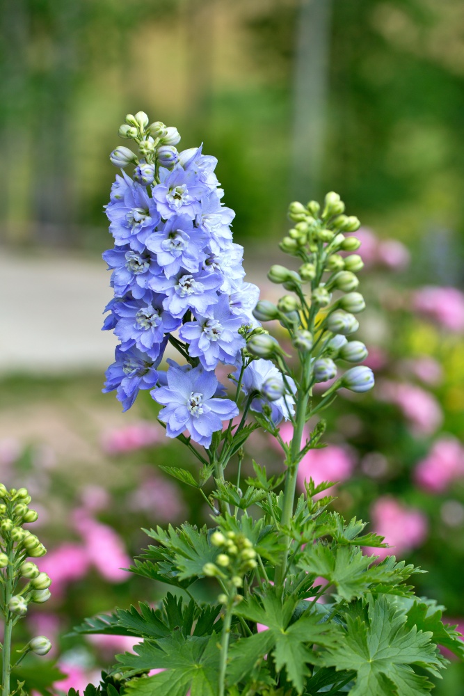 blue delphinium - old-fashioned flowers