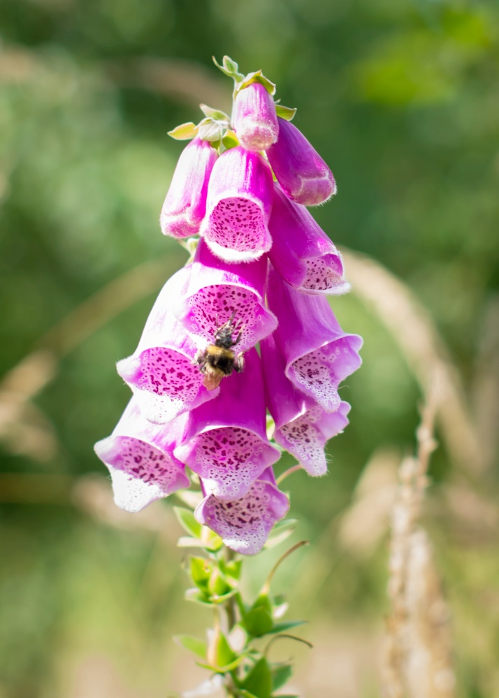 Foxglove - old-fashioned flowers