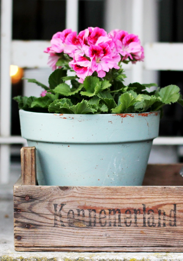 Potted pink geranium in a vintage box