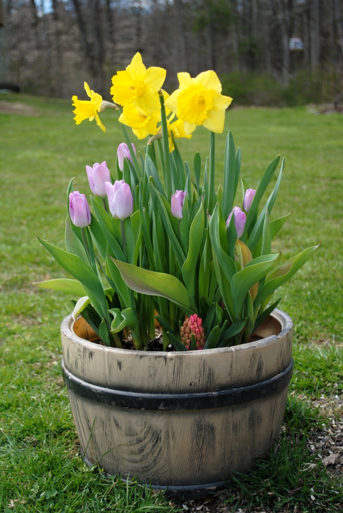 Spring Potted Flowers in a whiskey barrel