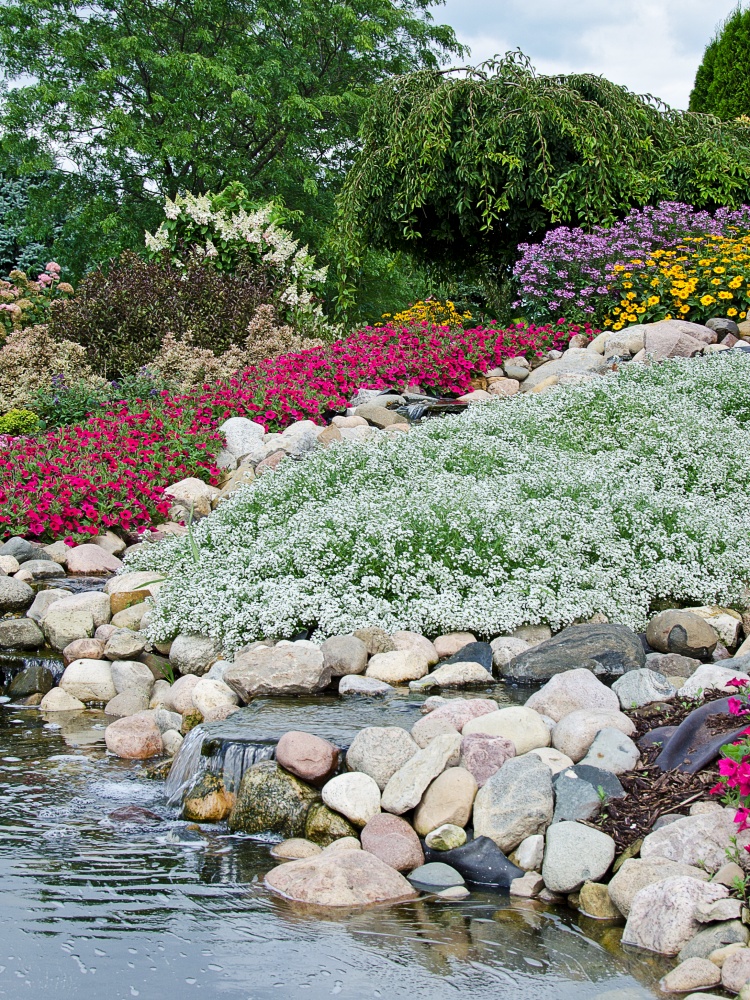 white flowers by a waterfall - sweet alyssum